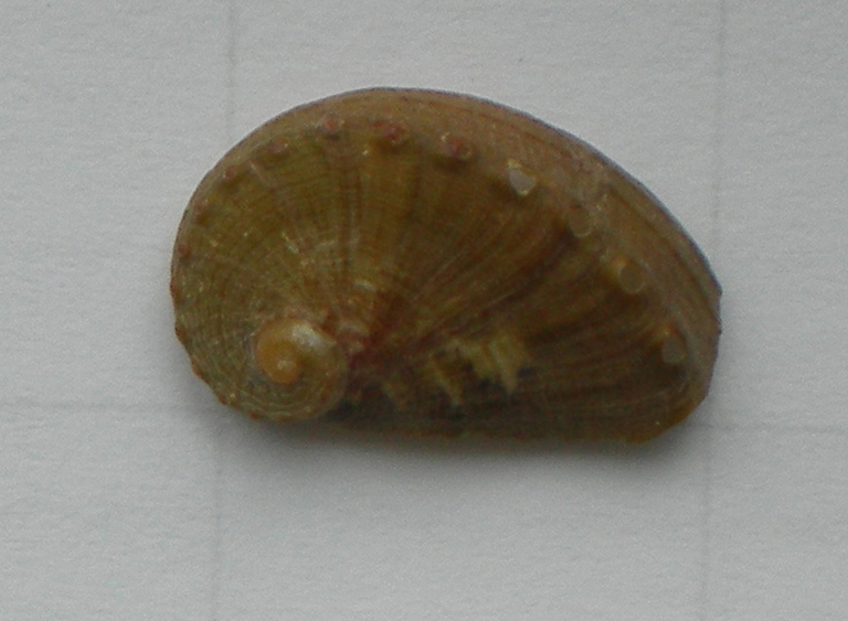 haliotis